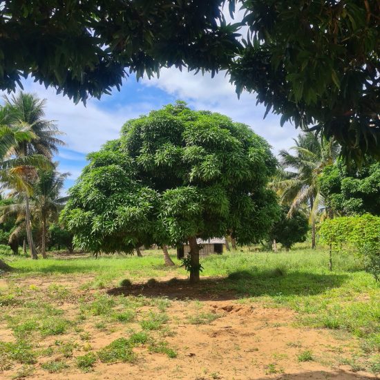 Mango Tree